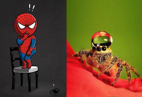 Les araignées sont-elles dangereuses ?