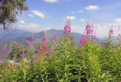 Ivan-thé au pied des collines