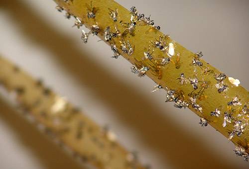 Des mouches sur du ruban adhésif