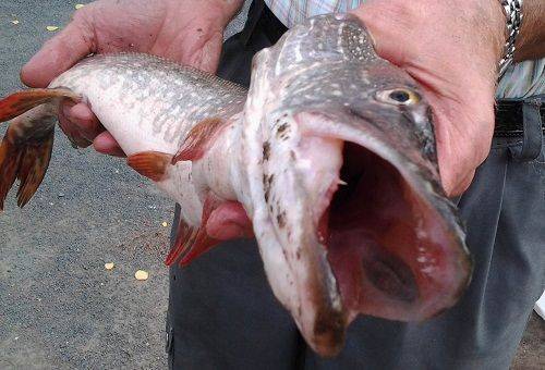 brochet dans la main d'un homme