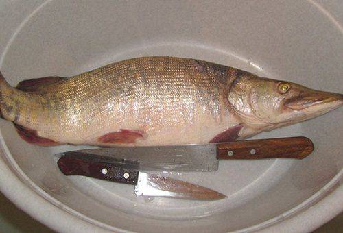 brochet sur une assiette