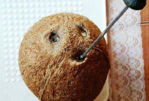 tournevis dans les trous de la noix de coco