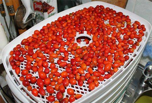 cynorrhodons sur un sèche-linge électrique