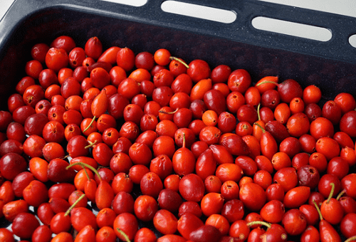 sécher les cynorrhodons