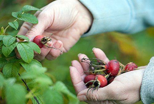 collection d'églantier