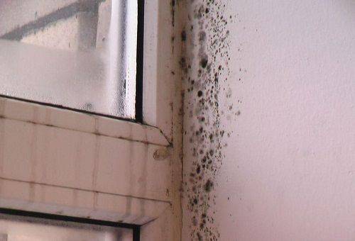 moisissure sur les fenêtres