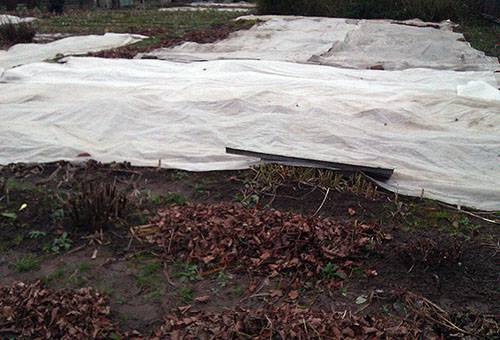 Hémérocalle à l'abri pour l'hiver