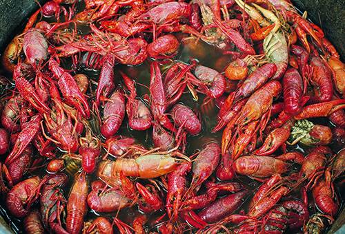 Écrevisses bouillies