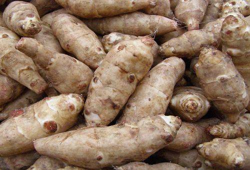 Plante de topinambour