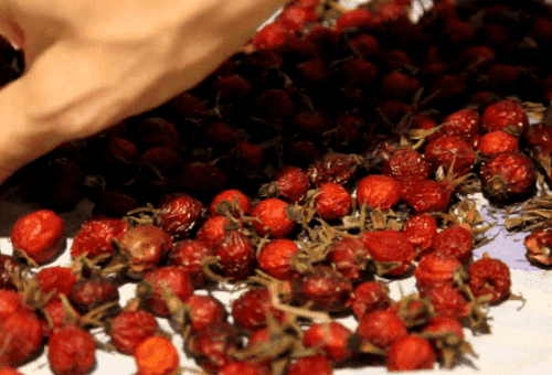 aubépine en train de sécher