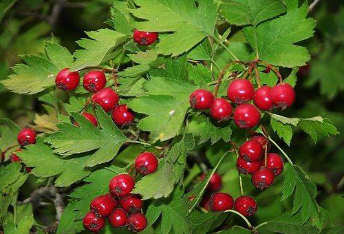 fruit d'aubépine