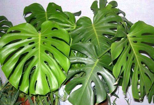 feuilles de monstera