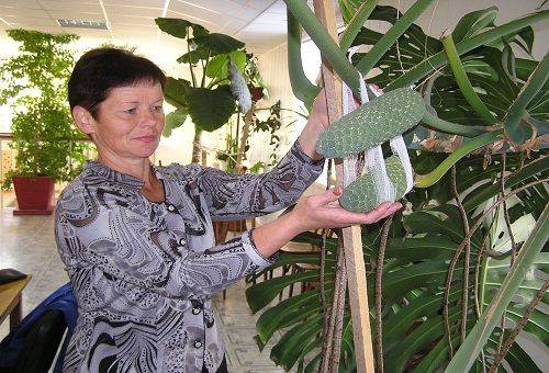 monstera dans la serre