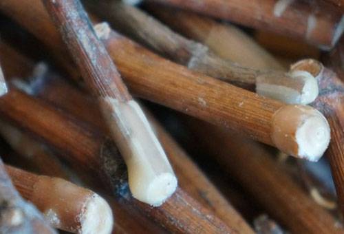 Boutures de raisin en paraffine