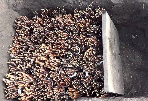 Conserver les chubuks - boutures de raisin