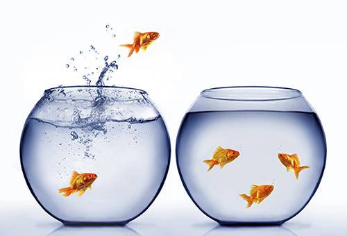 Un poisson rouge saute d'un aquarium