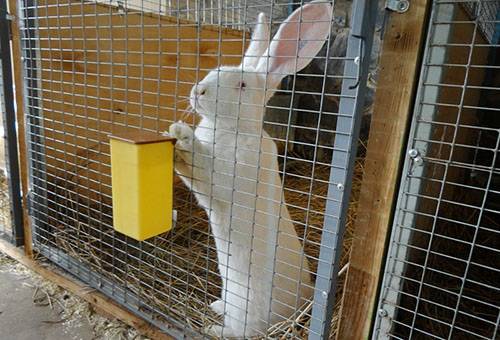 Lapin en cage