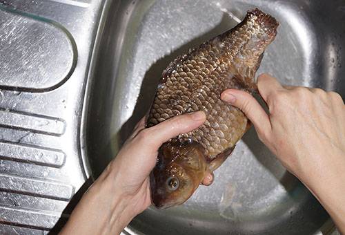 Nettoyer le carassin des écailles
