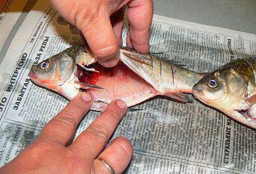 Nettoyer le carassin des entrailles