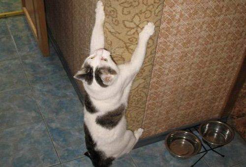 chat gratte les meubles