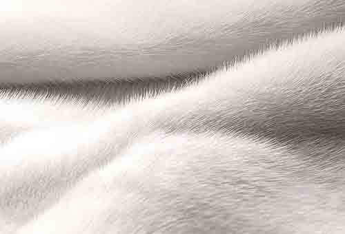 Fourrure claire et propre