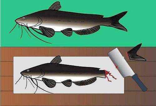 couper la queue d'un poisson-chat