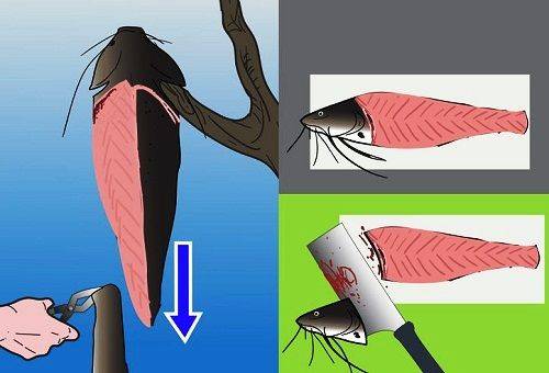 filet de poisson-chat