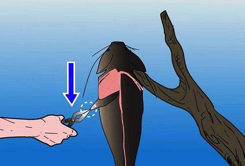 écorcher du poisson