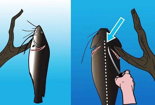 éviscérer le poisson