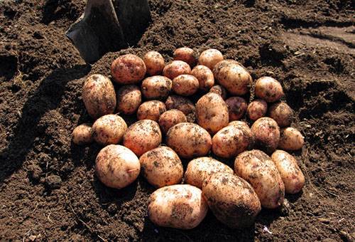 Récolte de pommes de terre