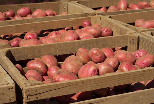 Pommes de terre en caisses