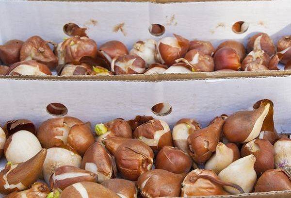 Bulbes de tulipes en boîte