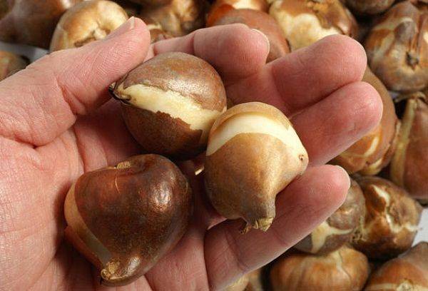 Bulbes de tulipes à la main