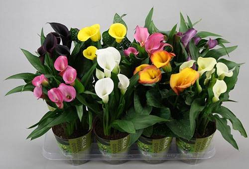 Callas en fleurs en pots