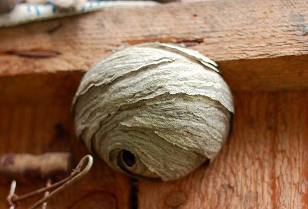 Grand nid de guêpes