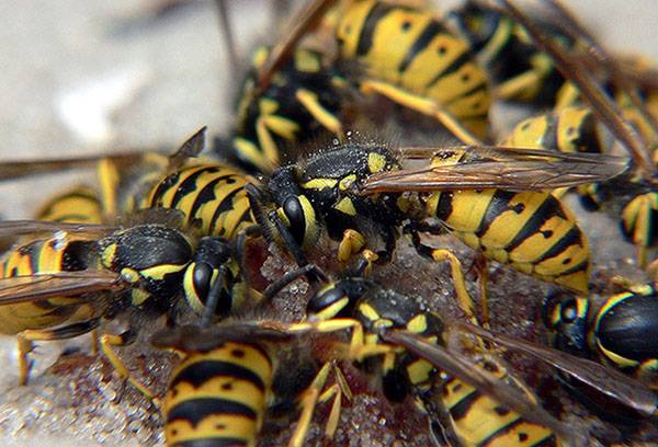 Les guêpes affluaient vers l'appât