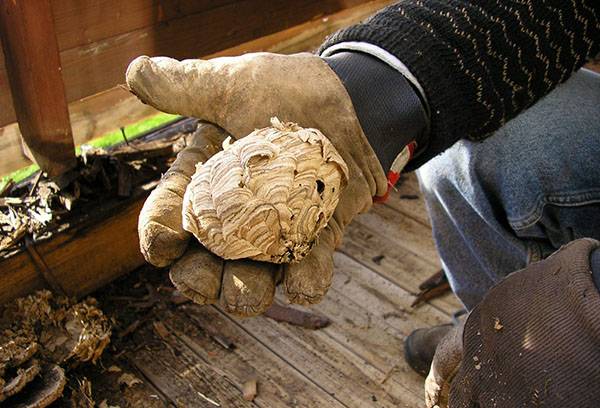 Destruction d'un nid de guêpes