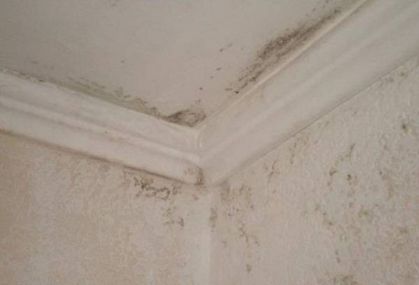 moisissure dans l'appartement