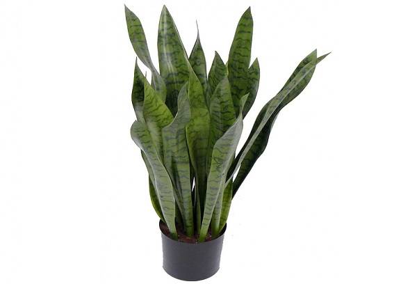 Sansivieria en pot