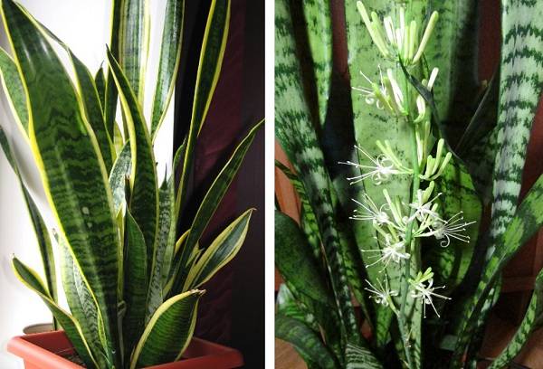 Sansivieria