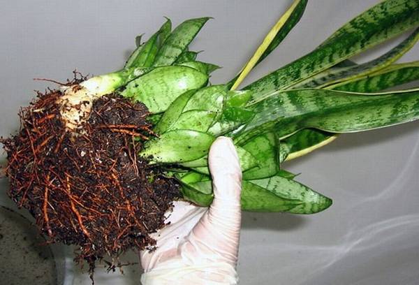 replanter de la sansivieria