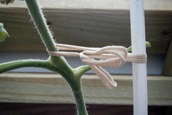 Jarretière de tomates avec des bandes de nylon