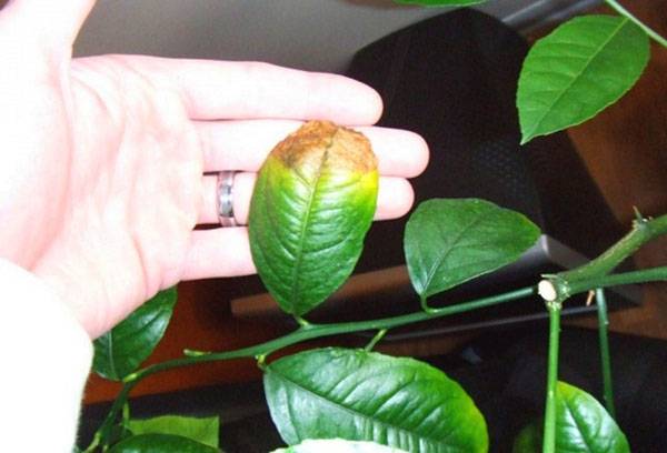 Conséquences d'un mauvais arrosage d'une plante