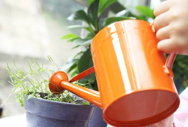 Arroser les plantes en pots
