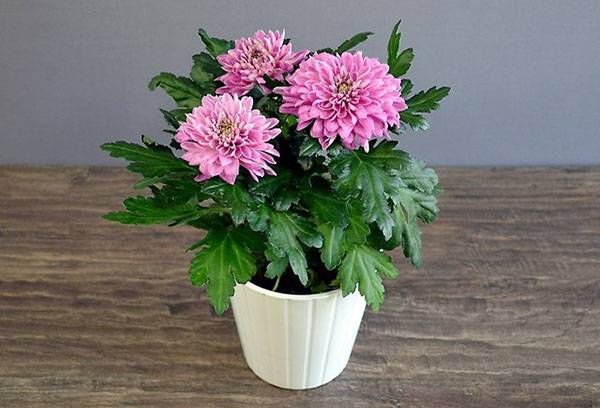 Chrysanthème fait maison en pot