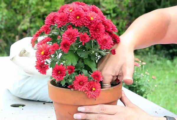 Transplanter un chrysanthème en fleurs