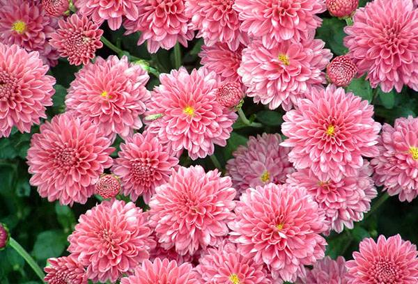 Fleurs de chrysanthème