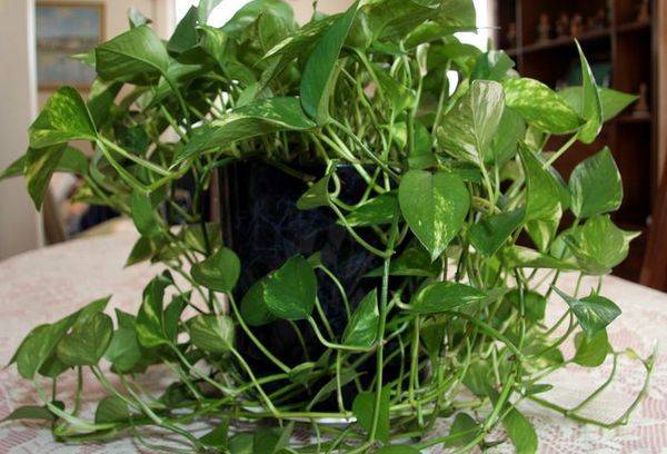 Philodendron grimpant.