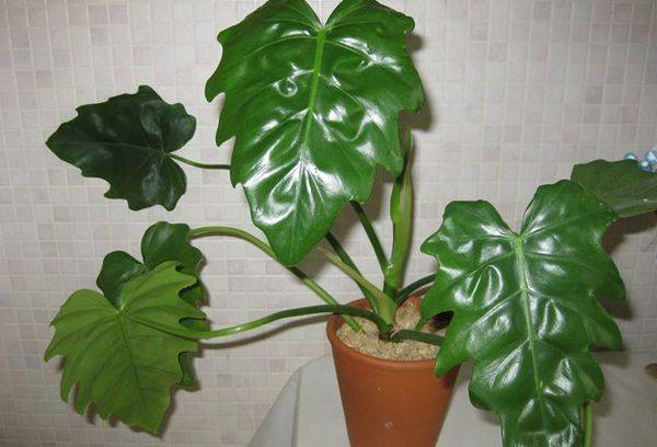 Philodendron d'Evans