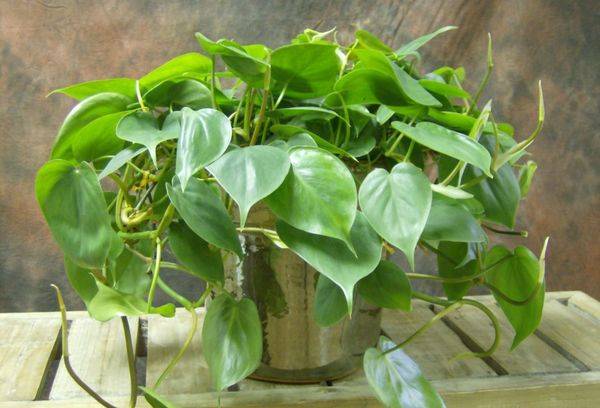 Lierre Philodendron